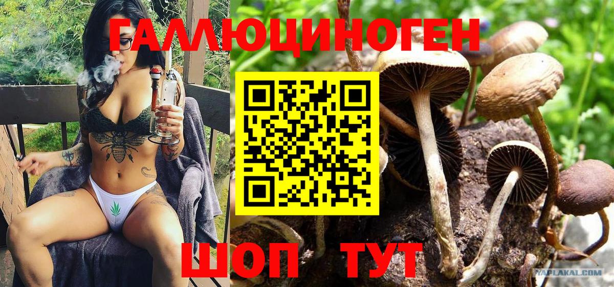 Псилоцибиновые грибы Cubensis Зерноград